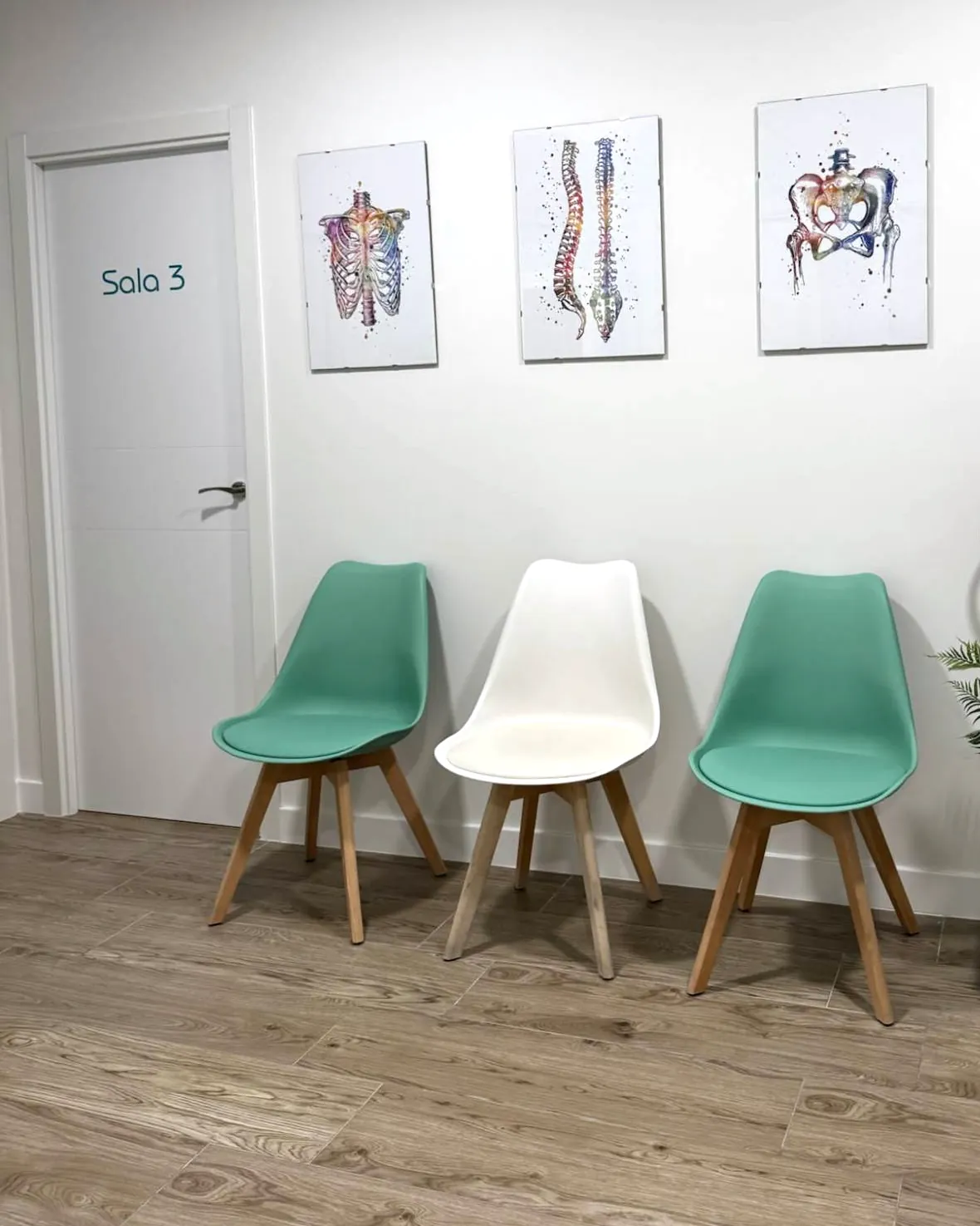 Sala de espera de la clínica con sillas verdes y blanca y láminas anatómicas de costillas, columna y pelvis