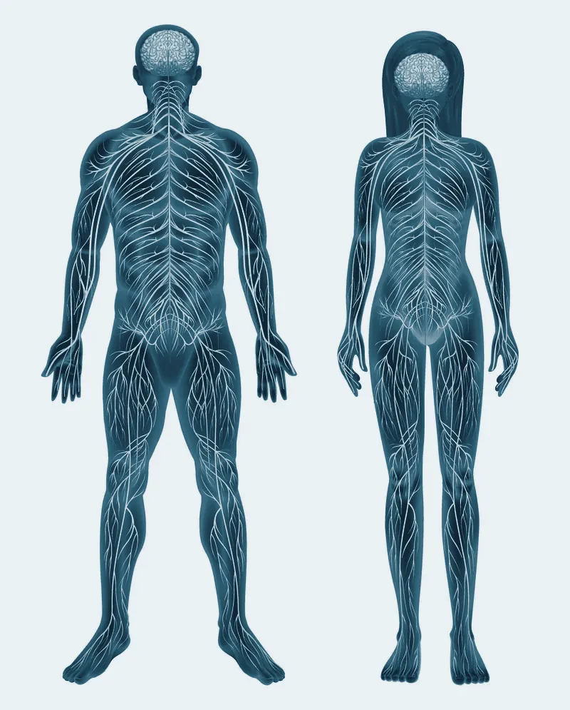 Ilustración del sistema nervioso de cuerpo entero en dos figuras humanas